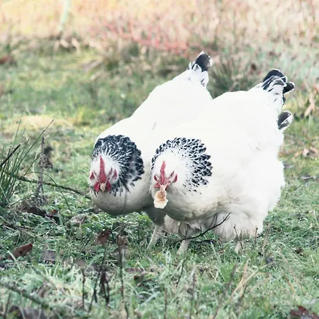 Bed & Breakfast La Levriere Chambres D'Hotes
